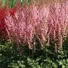 VAN ZYVERDEN Astilbe Top Choice Cake Mixture Bulbs (5-Pack) -VAN ZYVERDEN shop van zyverden flower bulbs 88341 64 1000