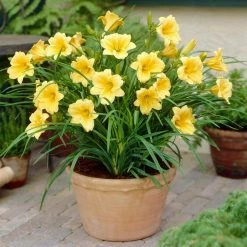VAN ZYVERDEN Daylily Stella D'Oro Roots (5-Pack) -VAN ZYVERDEN shop van zyverden flower bulbs 88360 4f 1000