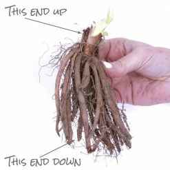 VAN ZYVERDEN Daylily Stellar Double Rose Bulbs (3-Pack) -VAN ZYVERDEN shop van zyverden flower bulbs 88361 44 1000