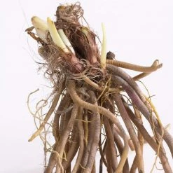 VAN ZYVERDEN Daylily Stellar Double Rose Bulbs (3-Pack) -VAN ZYVERDEN shop van zyverden flower bulbs 88361 4f 1000