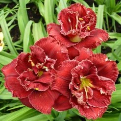 VAN ZYVERDEN Daylily Stellar Double Rose Bulbs (3-Pack)