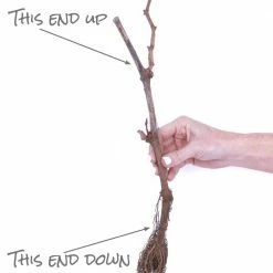 VAN ZYVERDEN Grapes Thomcord Seedless Plants (3-Pack) 11 VAN ZYVERDEN Grapes Thomcord Seedless Plants (3-Pack) -VAN ZYVERDEN shop van zyverden fruit plants 11425 1f 1000