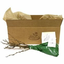 VAN ZYVERDEN Grapes Thomcord Seedless Plants (3-Pack) 10 VAN ZYVERDEN Grapes Thomcord Seedless Plants (3-Pack) -VAN ZYVERDEN shop van zyverden fruit plants 11425 4f 1000