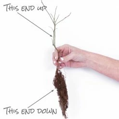 VAN ZYVERDEN Blueberry Patch Plant (3-Pack) -VAN ZYVERDEN shop van zyverden fruit plants 83731 4f 1000