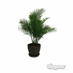 Viagrow 17.5 in. Clear Plastic Saucer (5-Pack) -VAN ZYVERDEN shop viagrow planter saucers v17cs 5 40 1000