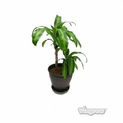 Viagrow 17.5 in. Clear Plastic Saucer (5-Pack) -VAN ZYVERDEN shop viagrow planter saucers v17cs 5 77 1000