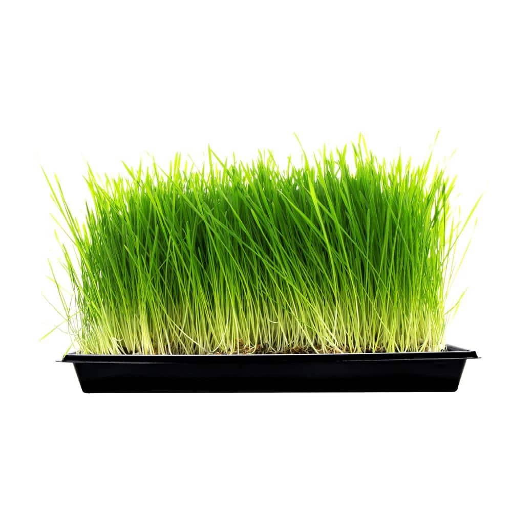 Viagrow 10 in. x 20 in. Propagation Starter Seedling Trays with Holes (100-Pack) 7 Viagrow 10 in. x 20 in. Propagation Starter Seedling Trays with Holes (100-Pack) - Image 5